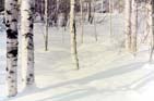 Birches in winter
