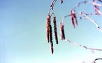 Catkins
