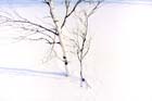 Birches