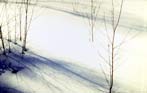 Birches