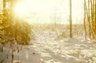 Winter. Sun