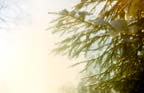Fir in winter