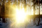 Sunshine in forest